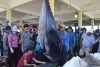 Fishermen in Tuy Hoa city caught 3 bluefin tuna