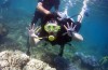 Protect coral reefs to develop tourism